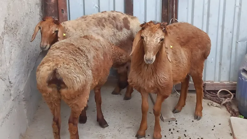 Qirgiz barrala sotiladi 1 Qirgiz barrala sotiladi 1