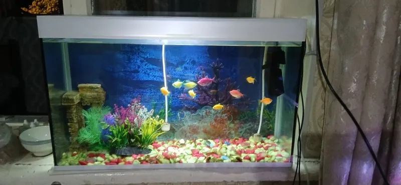 Akvarium baliqlari bilan yaqinda olingan 1 Akvarium baliqlari bilan yaqinda olingan 1