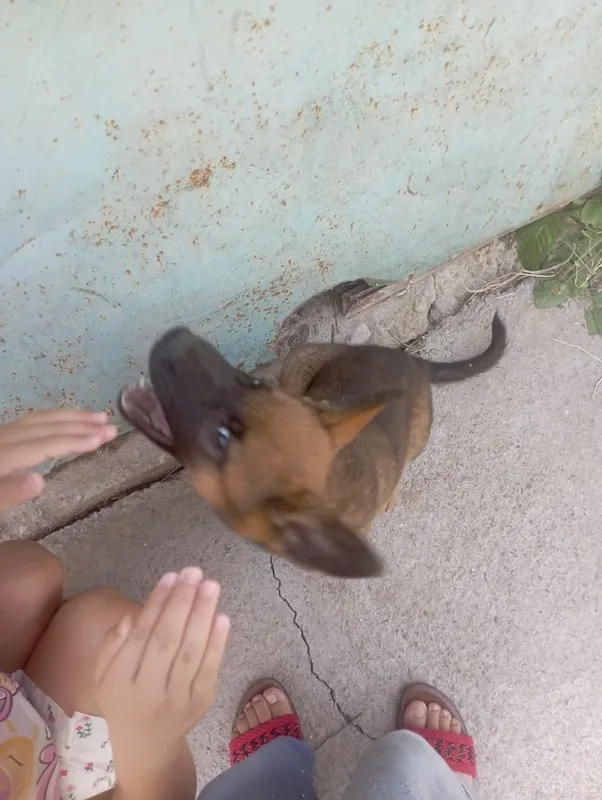 Afcharka nemis zotli 5 Afcharka nemis zotli 5