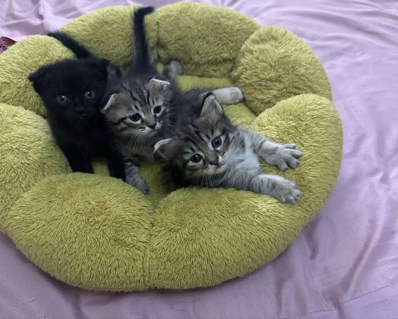 Этим котятам сегодня ровно 1 месяц 1 Этим котятам сегодня ровно 1 месяц 1