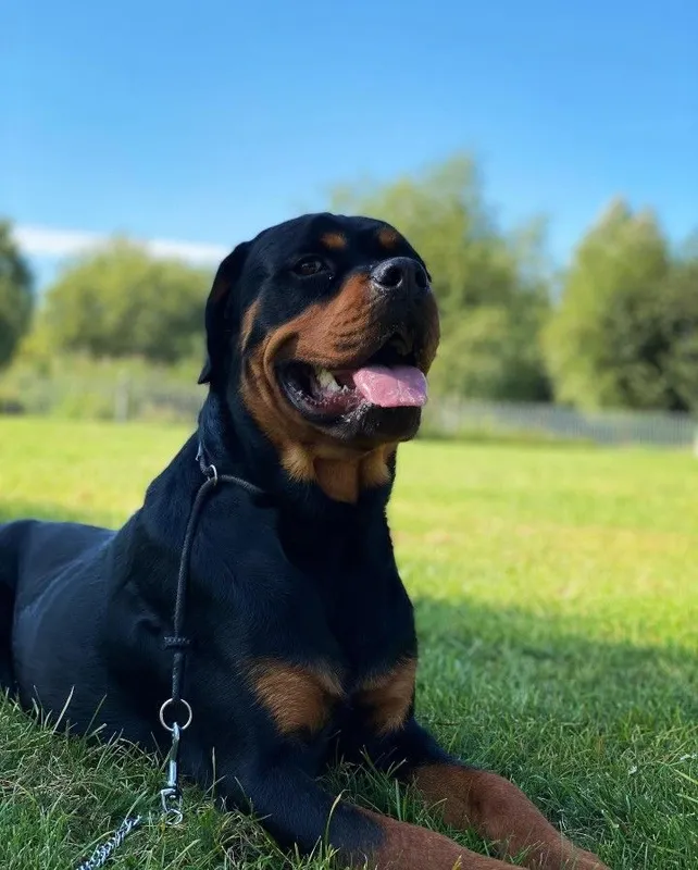 Rottveyler urg‘ochi Rottveyler urg‘ochi