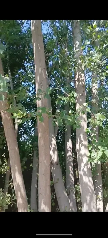 teraklar sotiladi 6 teraklar sotiladi 6