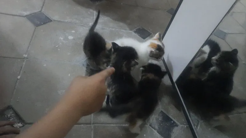 Котята на продажу