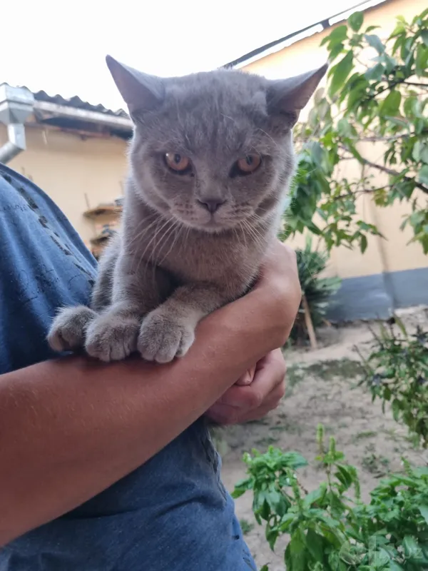 Скотиш Страйт мальчик 4 Скотиш Страйт мальчик 4