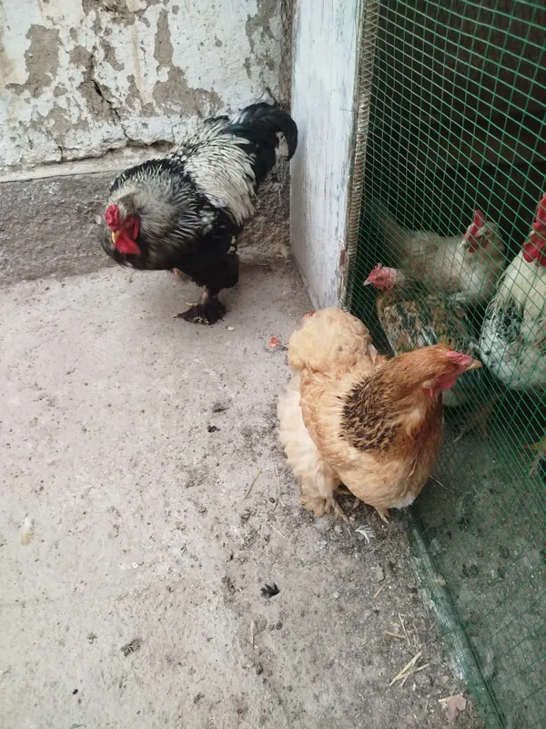 Toza Brama tovuq va xoʻroz zoti toza