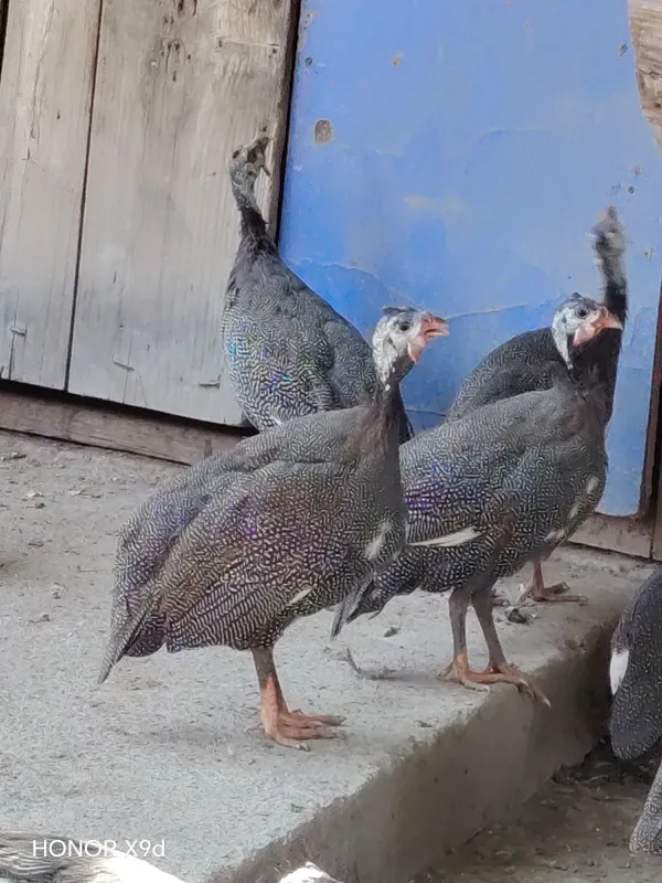 Gozlar va Sisarkalar 5 Gozlar va Sisarkalar 5