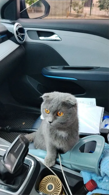 Скоттиш-фолд кошка — фото 2