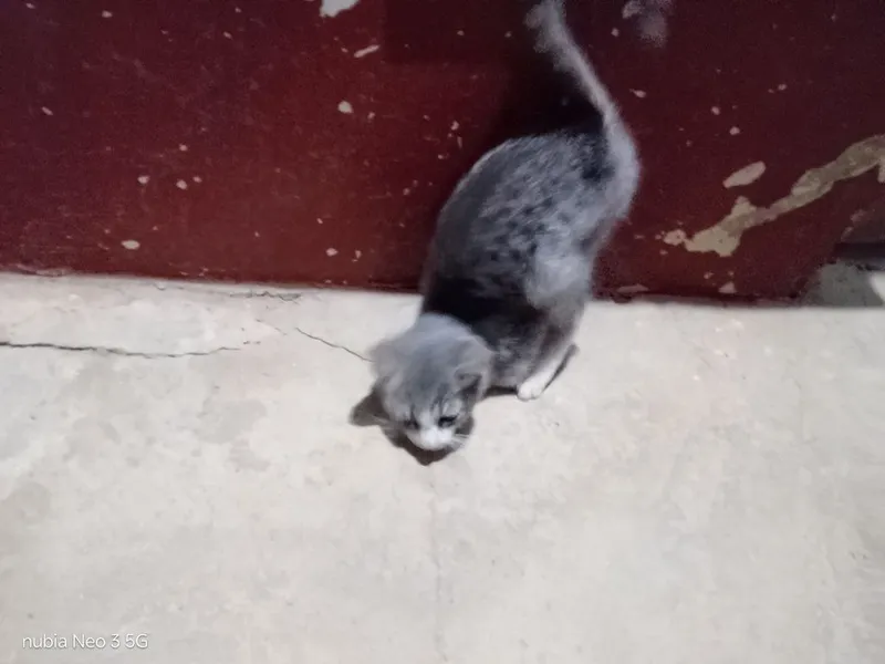 Mushuk bolasi tekinga 2 Mushuk bolasi tekinga 2