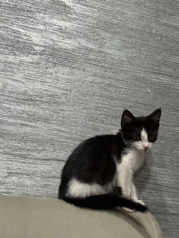 Кошка бесплатно — фото 4
