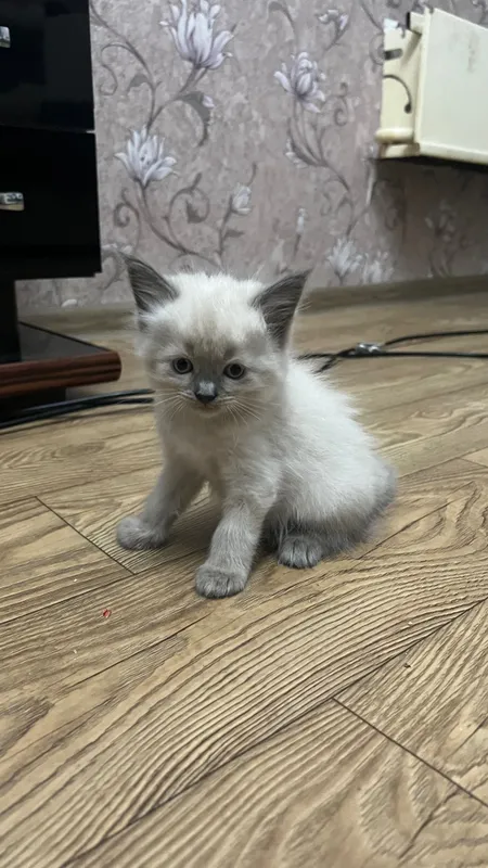 Продаются котята скоттиш страйт 2
