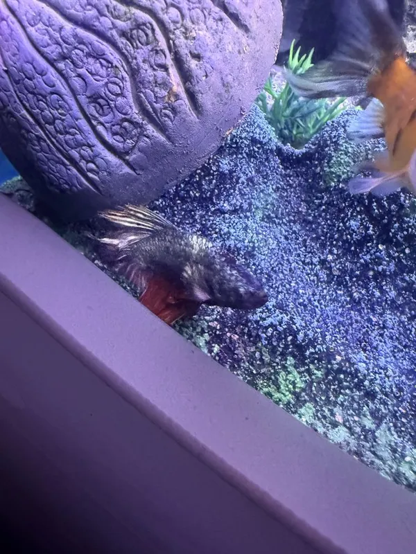 Akvarium baliqlari bilan birga Аквариум 3