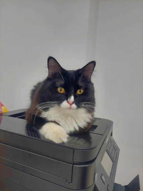 Котенок кастрированный Феликс 2 Котенок кастрированный Феликс 2