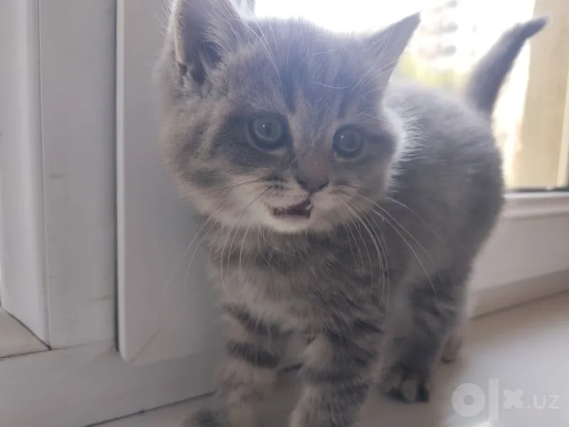 Продаётся котёнок. 4 Продаётся котёнок. 4