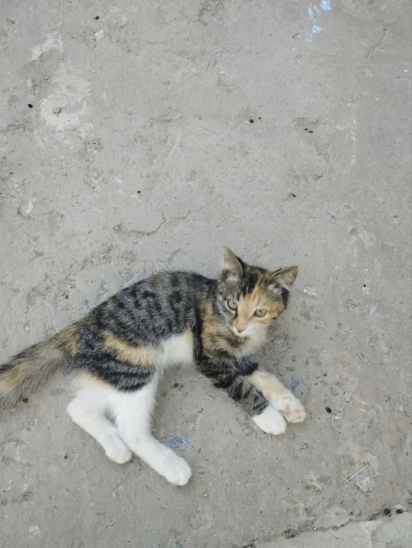 котенек ищет дом 1