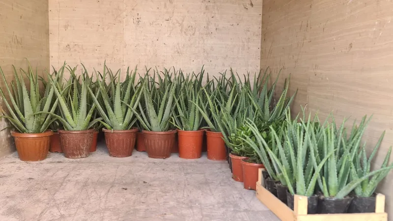 Aloe vera 8