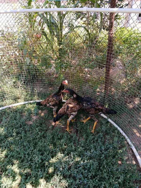 Dakan tovqla sotiladi 3tasi 600min 3 Dakan tovqla sotiladi 3tasi 600min 3