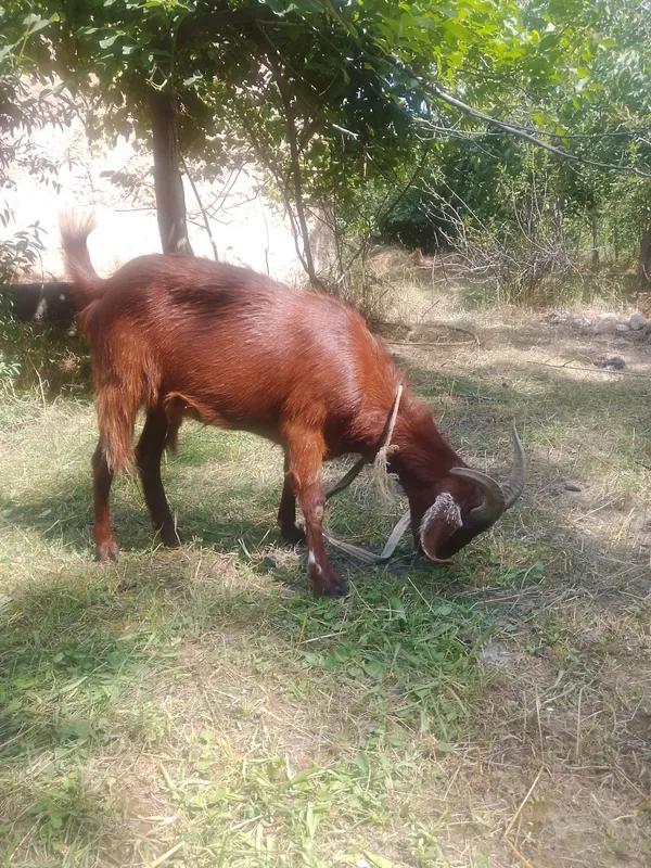 echki  uloqchasi bilan birga