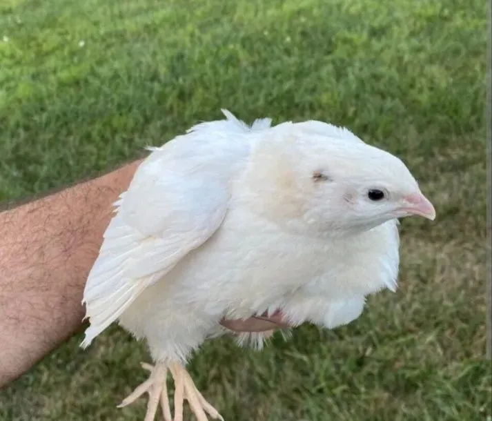 Texas beliy gigant joʻjasi ,bedana joʻjasi sotiladi — фото 1