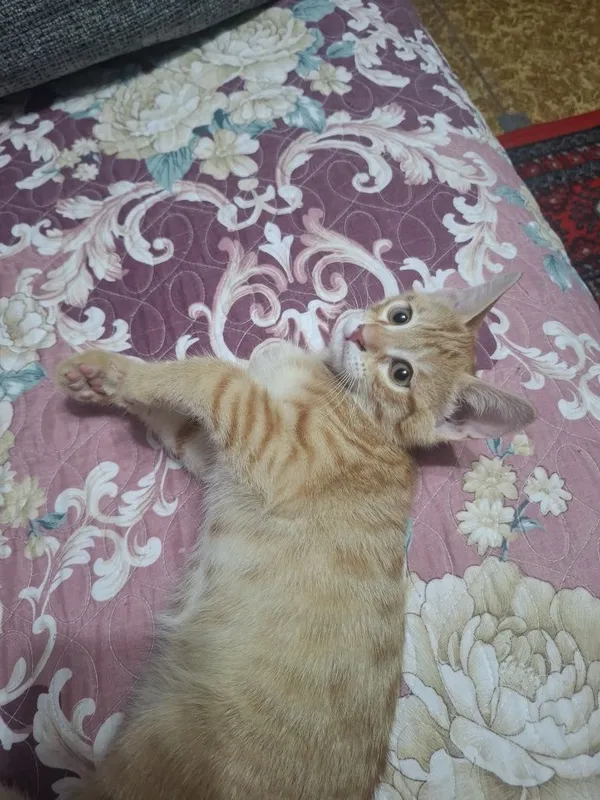 Отдам котёнок в хорошие руки 2