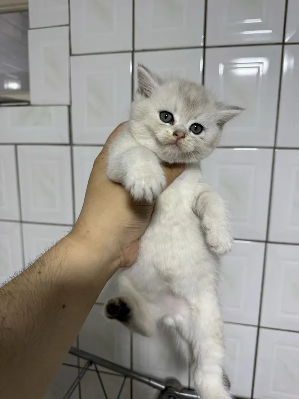 СОТИЛАДИ! Зотдор мушуклар серебристая шиншилла — фото 3