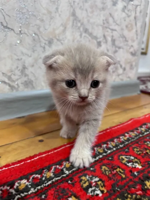 Продаются котята / Мушук болалари сотилади — фото 2