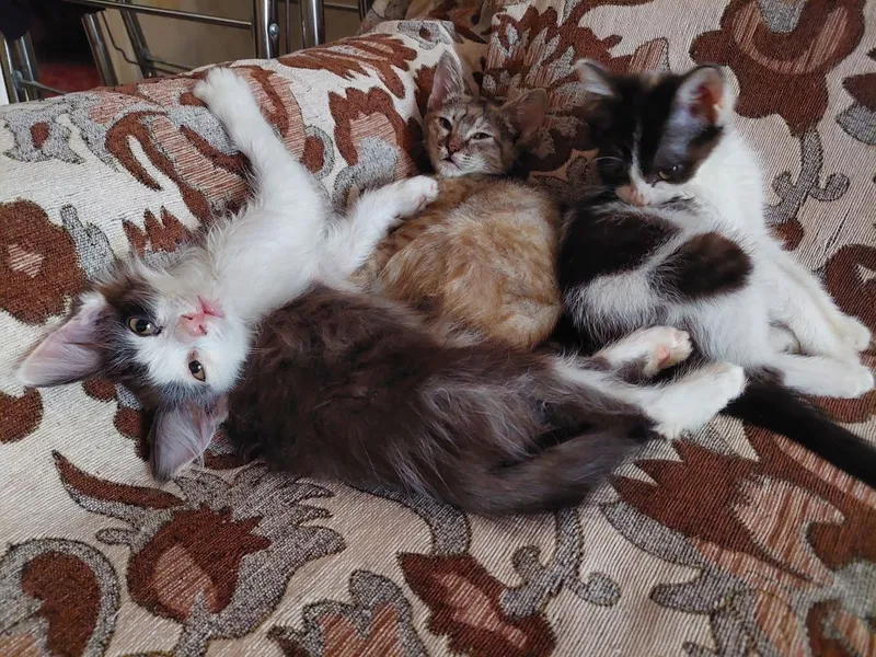 Отдам котят в хорошие и добрые руки — фото 3 Отдам котят в хорошие и добрые руки — фото 3