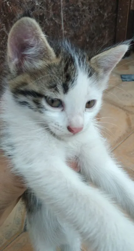 Милые котята / Yoqimtoy mushukchalar 1 Милые котята / Yoqimtoy mushukchalar 1