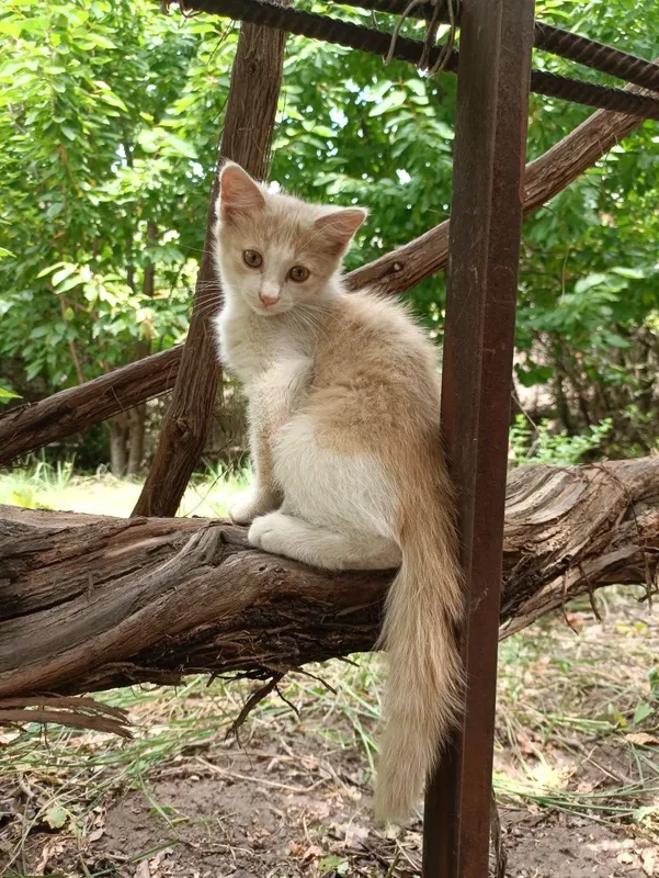 Отдам котенка, мальчик — фото 1