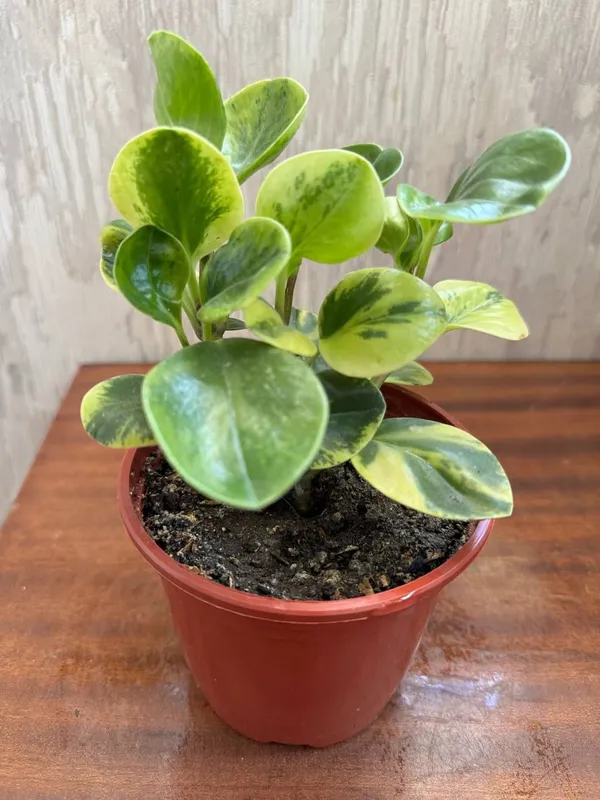 Продаються комнатные цветы Санс 3 Продаються комнатные цветы Санс 3