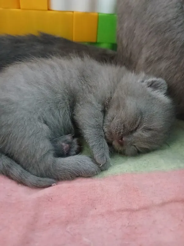 Срочно котята ищут новый дом — фото 1