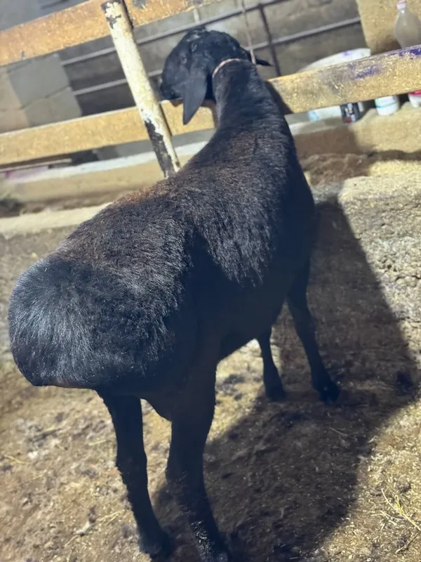 Qurbonlikga quy quchqorlar Samarqand — фото 1