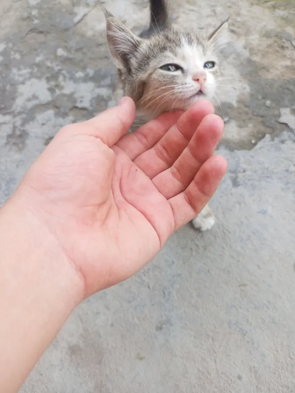 кошка 1 кошка 1