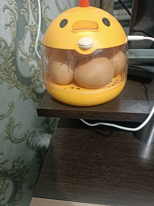 инкубатор