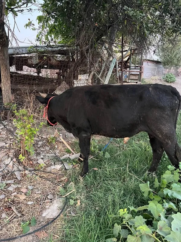 Buqachalar sotiladi soni 2 ta 3