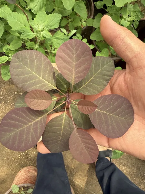 скумпия ‘atropurpureum’ kochati