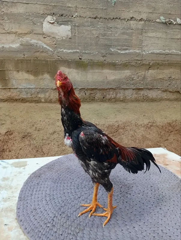 dakan