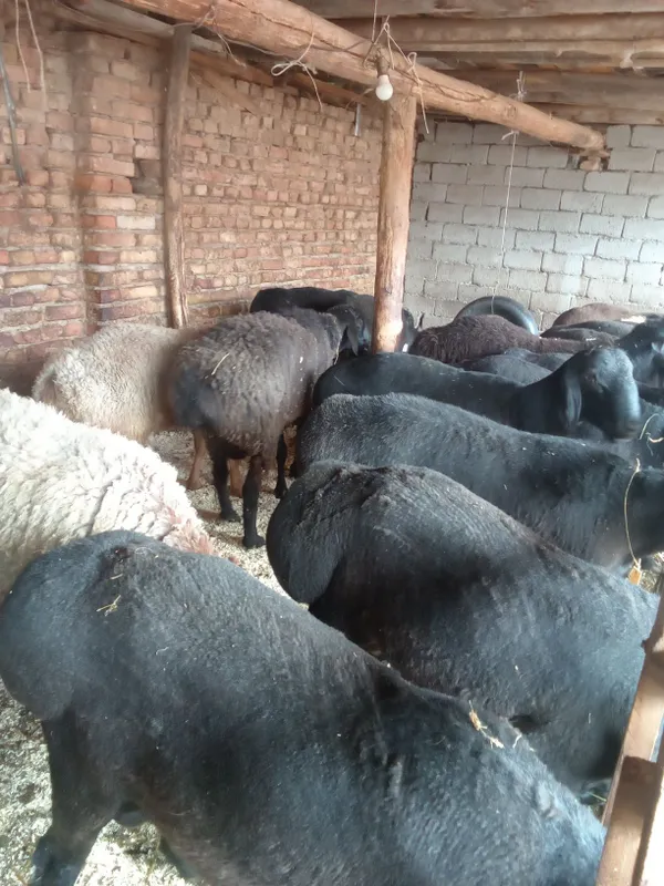 Asalom alekum Qurbon Xayitga Qoylarimiz bor