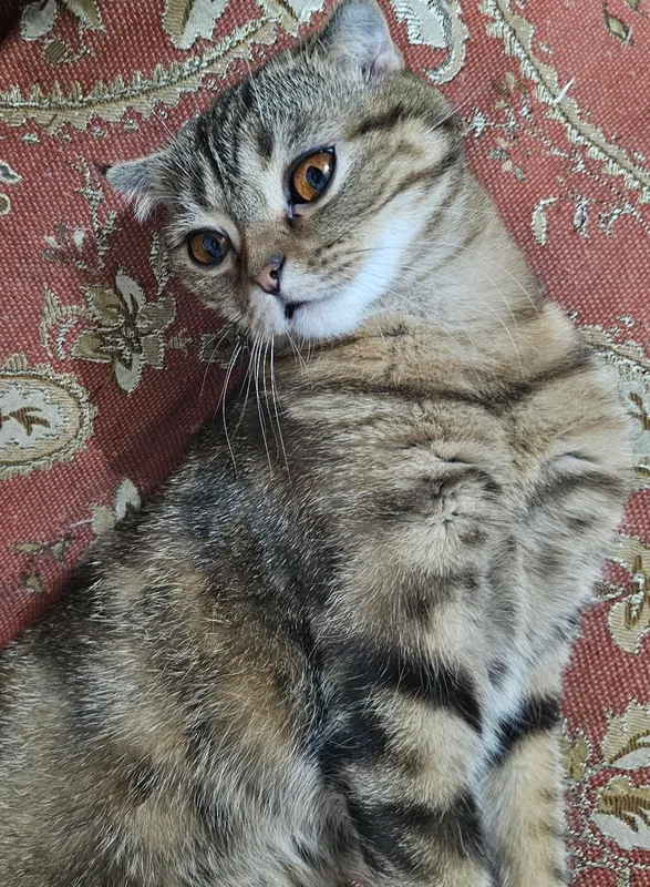 mushuk 3