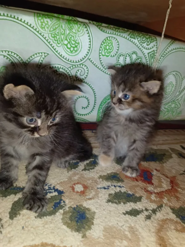 продам котят породы МЕЙН-КУН — фото 5