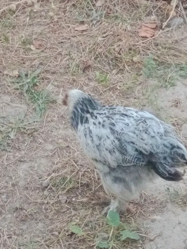 Brama 3