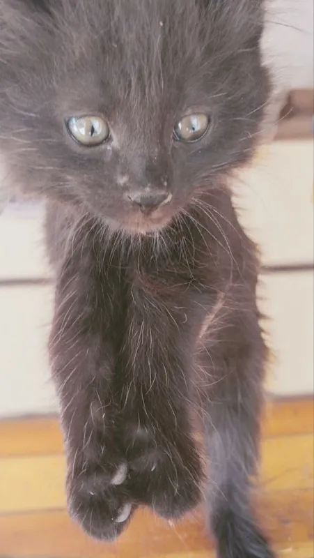 Кошка отдаётся бесплатно 3 Кошка отдаётся бесплатно 3