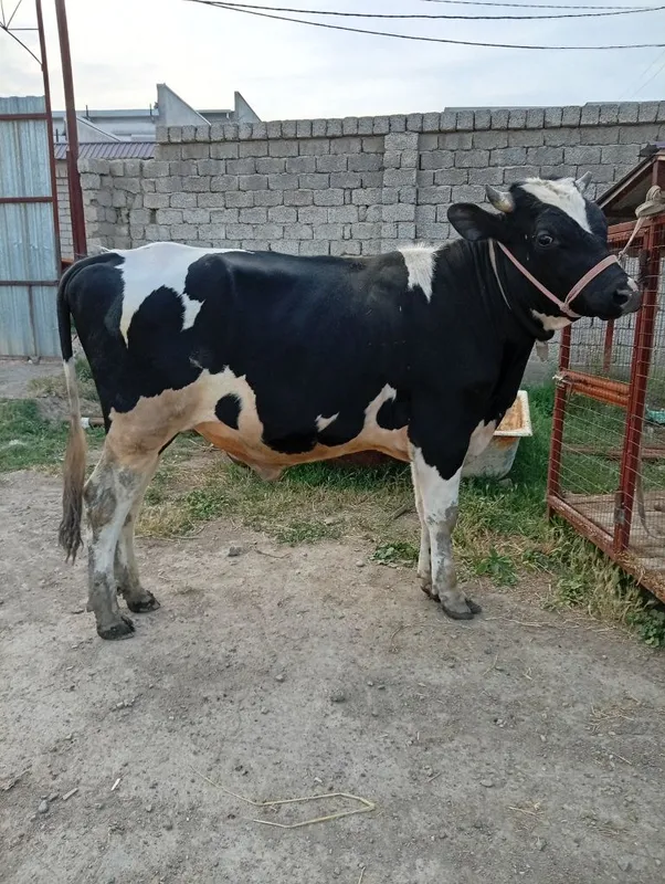 Buqa sotiladi qiziqala — фото 2