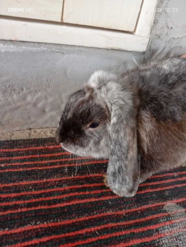 French Lop rabbits bolalari 1-1.5 oylik — фото 2