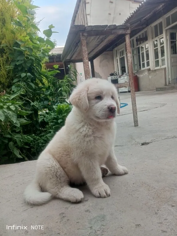 Kangal kuchuk 2 oylik 6