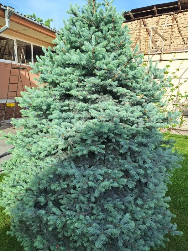 Галубая ель 2 штуки