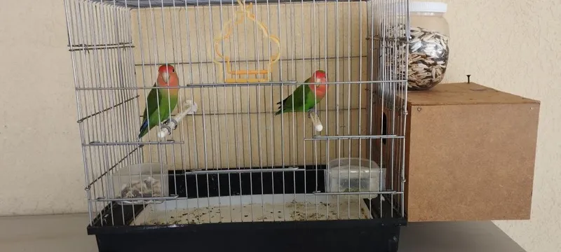 Papugay sotiladi para 1