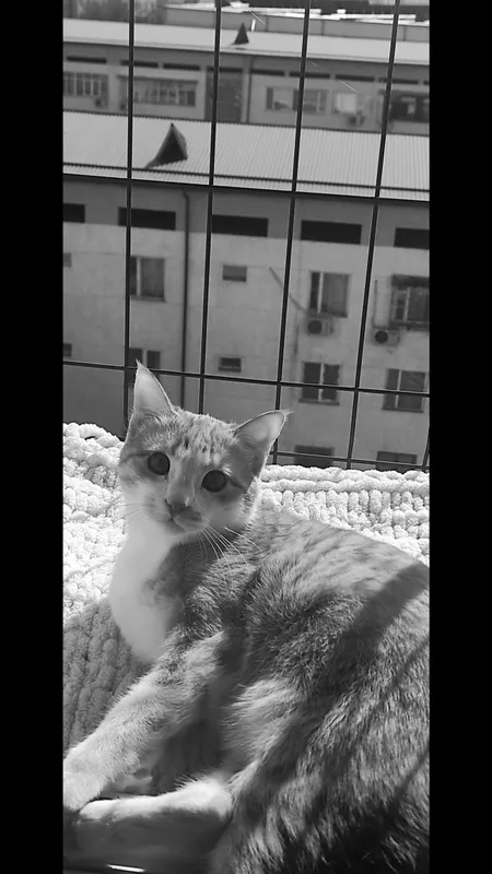 отдаю кота — фото 1