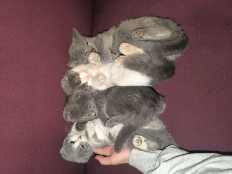 Mushuk bolasi oq va seriy aralash rang 4 Mushuk bolasi oq va seriy aralash rang 4