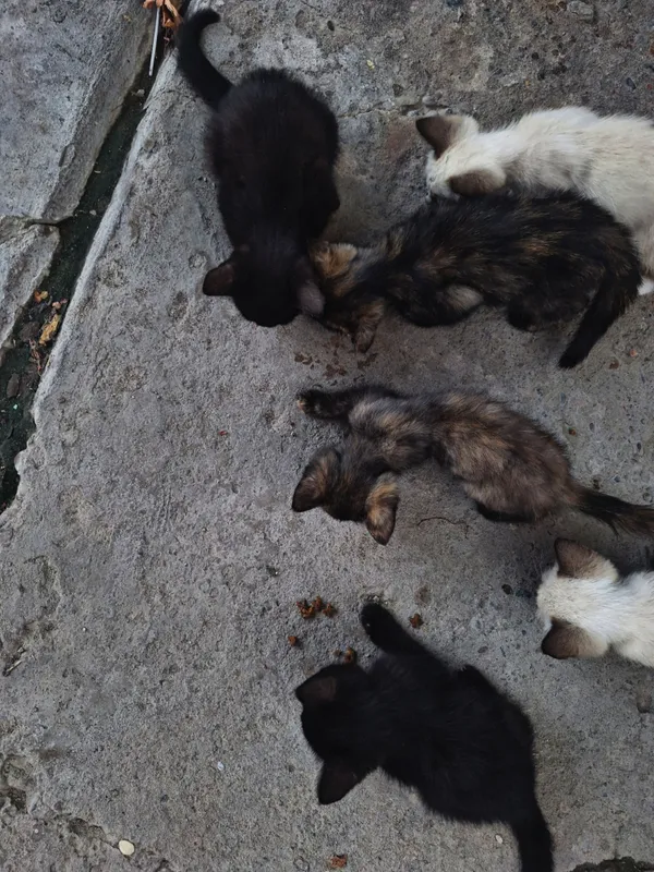 котята в добрые руки бесплатно 5 котята в добрые руки бесплатно 5