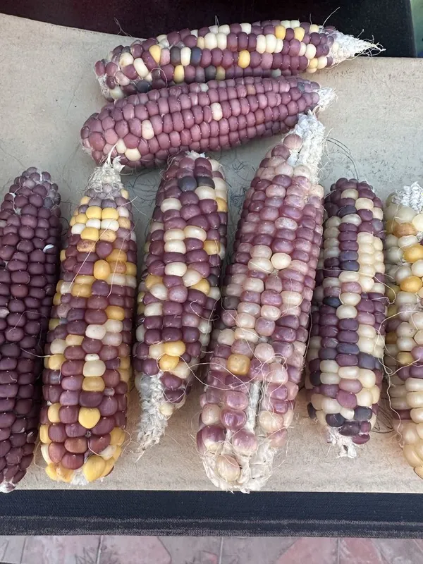 Продаются семена цветной кукурузы 1 Продаются семена цветной кукурузы 1